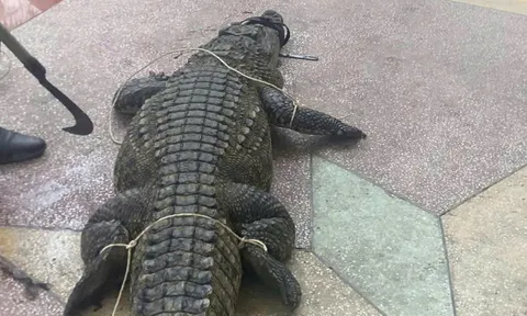 Hoảng hốt thấy cá sấu gần 50kg, dài hơn 2m bất ngờ xuất hiện dưới kênh mương
