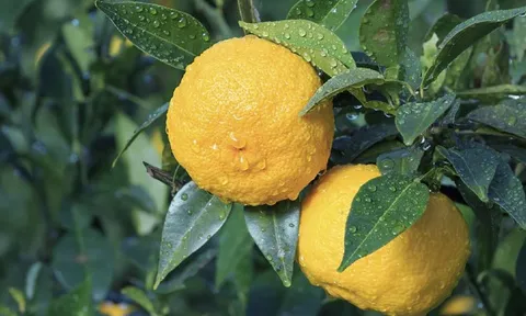 Những “mùi hương của hạnh phúc”: 3 loại cây tỏa hương thơm phức, nhiều người thích trồng trong nhà