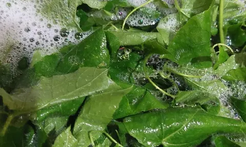 Loại rau mọc bờ rào, rửa lên “sủi bọt” lạ nay bất ngờ “lên đời” thành đặc sản, dân sành ăn săn mua