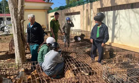 70 con chó bị nhốt trong lồng sắt ở nhà dân, hé lộ đường dây trộm cắp: Bắt Phạm Tuấn Giang, Phạm Minh Cường