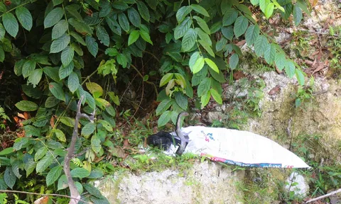 Phát hiện rắn hổ mang chúa dài 2,6m bò vào nhà, người đàn ông có hành động bất ngờ