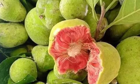 Ngày bé trèo cây hái ăn chẳng mất tiền, lớn lên mới thấy thứ quả này được bán giá cao 'ngất ngưởng', người thành phố vẫn tìm mua mỗi mùa hè
