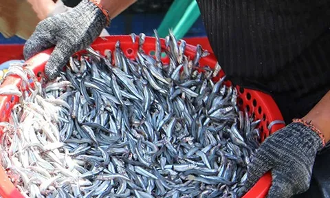 Bé tẹo, giá chỉ 20.000 đồng/kg, người Việt ăn từ bao đời: Loại cá từng bị xem là “thức ăn nhà nghèo” có gì đặc biệt?