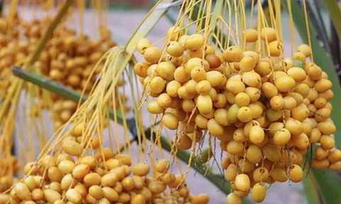 Loại quả mọc thành từng chùm, cắn dọc ngọt lịm, cắn ngang lại chát: Việt Nam cũng bán, giá bao nhiêu?