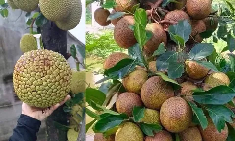Loại quả quê không mê vị ngọt sắc, lại khiến người ăn nhớ mãi bởi thứ “mật” bên trong