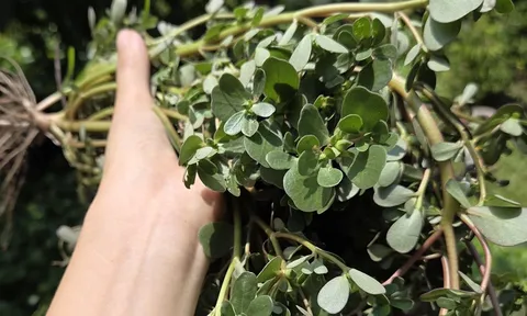 Ngày bé mọc đầy góc vườn chẳng ai để ý, còn bị nhổ bỏ như cỏ dại, loại rau này nay thành hàng "hiếm", dân sành ăn săn tìm