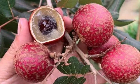 Loại quả xưa ít người biết, nay thành đặc sản tím lịm từ ngoài vỏ, bổ ra bên trong càng bất ngờ