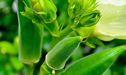 Loại quả nhiều người vừa gắp đã chê vì nhớt, hóa ra là “nhân sâm xanh” bán đầy chợ Việt, có lợi ích đặc biệt với đường huyết