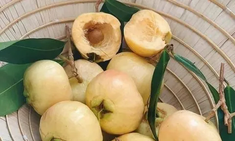 Loại quả thơm như hương hoa, xưa chín rụng đầy gốc chẳng mấy ai nhặt, nay lên thành phố giá tới 200.000 đồng/kg