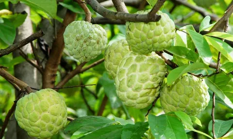 Loại quả Việt Nam trồng khắp nơi, lên núi đá lại thành đặc sản, loại VIP 2 quả/kg giá tới 200.000 đồng