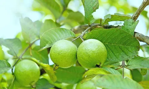 Không phải cam, loại quả Việt Nam trồng bạt ngàn chứa hơn 200mg vitamin C/100g, vào mùa giá chỉ từ 10.000 đồng/kg