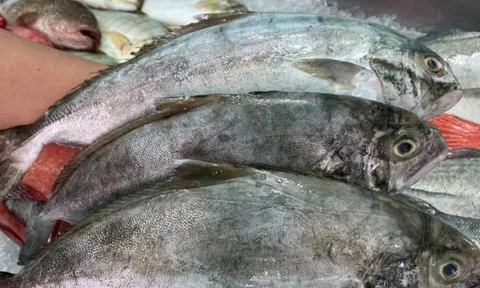 Thứ cá xưa là món bình dân, chẳng mấy ai để ý nay thành đặc sản 400.000/kg, nghe tên nhiều người phải bật cười
