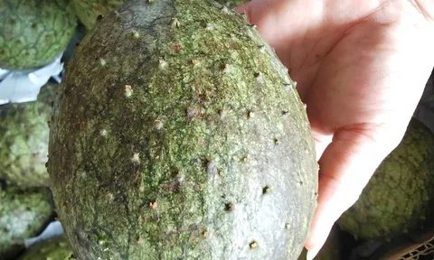 Thứ quả nhìn ngoài tưởng quen, bổ ra ruột vàng óng lạ mắt, nay bán tới 55.000 đồng/kg