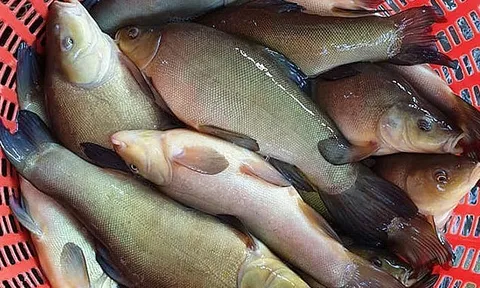 Loại cá mang tên một gia vị rất thơm, nhà nào cũng biết: Xưa ít người biết nay thành đặc sản 180.000 đồng/kg, thịt trắng dai ngọt