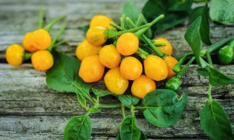 Thứ quả tí hon từng được ví đắt ngang gia vị xa xỉ, nay người Việt trồng trong chậu làm cảnh, 700.000 đồng/kg vẫn có người mua