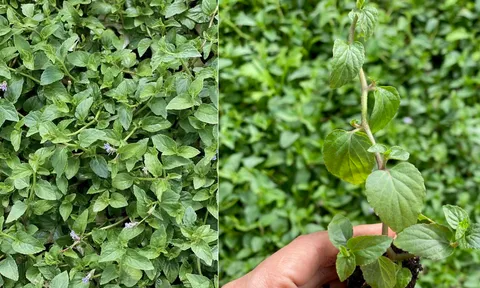 Loại rau xưa mọc đầy bờ rào chẳng ai mất tiền mua, nay thành đặc sản lạ miệng 100.000 đồng/kg, dân sành ăn săn lùng