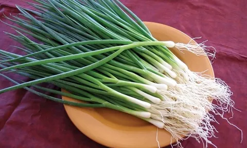 Thứ rau gia vị nhà nào cũng dùng, trồng hơn 1 tháng đã được hái, một lần xuống giống thu 2-3 lứa, có lúc 80.000 đồng/kg