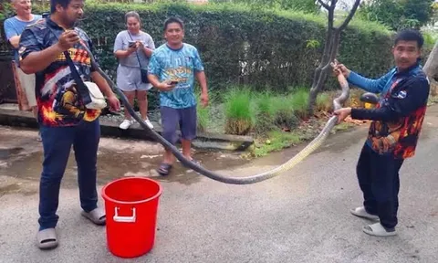 Đang mưa lớn, “vị khách” dài 5 mét bất ngờ bò vào nhà khiến gia chủ tá hỏa