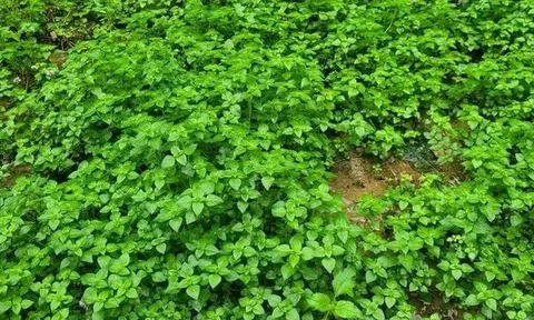 Loại rau dại chỉ ưa những dòng suối mát, xưa hái chẳng mất tiền nay thành đặc sản 60.000 đồng/kg