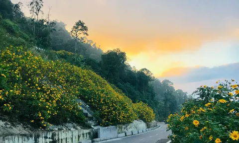 5 mùa hoa đẹp nhất miền Bắc những tháng cuối năm, có nơi cả cung đường nhuộm vàng, hồng rực rỡ