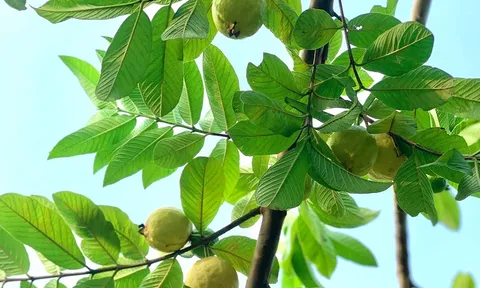 Loại quả quê xưa nhiều nhà trồng trong vườn, chín vàng thơm nức, nay ngày càng hiếm, muốn mua phải chờ đúng mùa