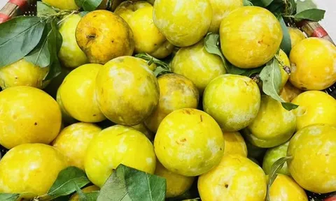Loại quả cứ vào hè lại chín vàng trĩu cành, một cây thu cả tạ, nay thành đặc sản 60.000 đồng/kg được người thành phố ưa chuộng