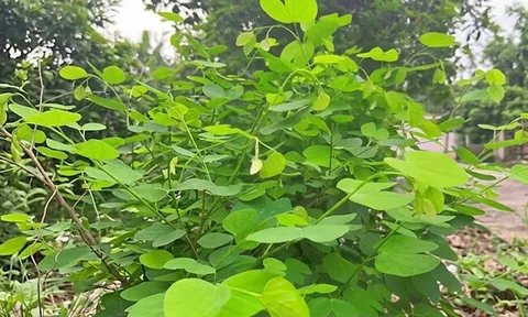 Loại rau có cái tên nghe đã tò mò xưa mọc ven khe suối, bờ rào chẳng mấy ai để ý, nay thành đặc sản 50.000 đồng/kg, người thành phố săn mua