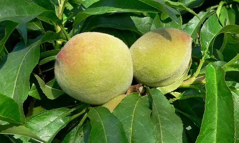 Loại quả được ưa chuộng khắp thế giới, Việt Nam trồng bạt ngàn thành đặc sản, giá chỉ từ 15.000 đồng/kg