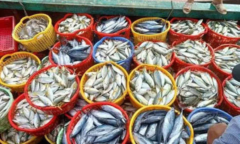 3 loại cá tốt cho người mỡ máu cao, giàu omega-3 giúp bảo vệ tim mạch: Chợ Việt không thiếu, đặc biệt loại số 3