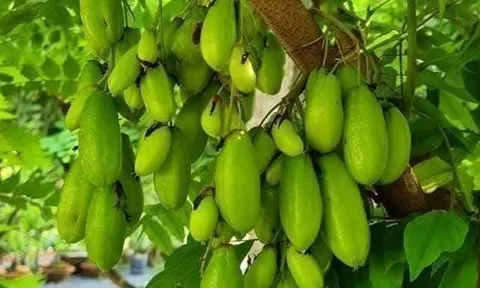 Loại quả chua đến nhăn mặt, xưa mọc đầy bờ rào không ai hái, nay lên phố thành đặc sản đắt khách giá tới 20.0000 đồng/kg