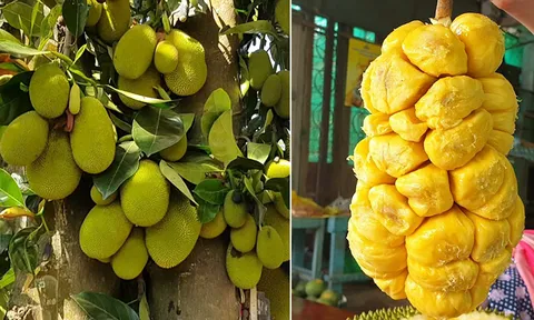 Loại quả xưa trồng ven hàng rào, chín thơm nức cả vườn, nay lên tầm đặc sản được người thành phố săn tìm