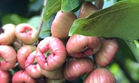 Thứ quả có những đường gân nổi kỳ lạ, quả to gần bằng bàn tay, xưa quen thuộc ở miền Tây nay được rao bán 50.000 đồng/kg