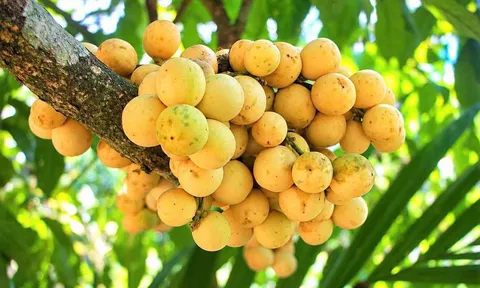 Loại quả được gọi là “trái quý phương Nam”, quả mọc chi chít trên thân cây, từng dân dã nay thành đặc sản có giá hàng chục nghìn đồng/kg