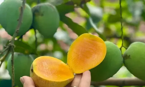 Loại quả được xếp vào nhóm "tốt nhất thế giới", Việt Nam trồng bạt ngàn, có giống cổ nhỏ như trứng gà, thơm ngọt đặc biệt