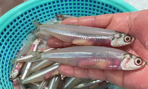 Loại cá nhỏ thân trong suốt, xưa giá rẻ bèo nay thành đặc sản 400.000 đồng/kg, giàu canxi, đem nấu kiểu nào cũng ngon