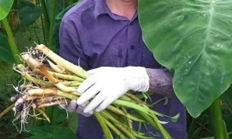 Xưa chỉ cần ra bờ ao là hái được, nay loại rau này thành đặc sản 80.000 đồng/kg, người thành phố ưa chuộng