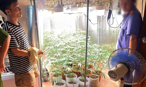 Trồng cần sa ngay trong phòng ngủ, Hoàng Quý Nhân bị bắt giữ: Hiện trường khiến ai cũng bất ngờ