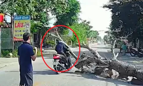 Vụ chặt cây đổ đè chết người đi đường ở Thanh Hóa: Nữ chủ nhà trần tình