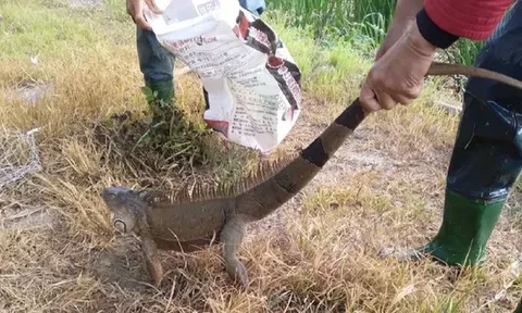 Đang cuốc ruộng, người phụ nữ tá hỏa khi chạm mặt "Godzilla" dài 1,6 m