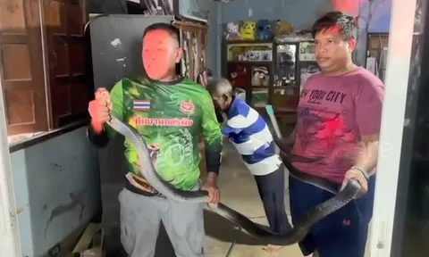Nghe tiếng sột soạt, người phụ nữ tá hỏa phát hiện rắn hổ mang chúa dài 3,6 m sau tủ quần áo