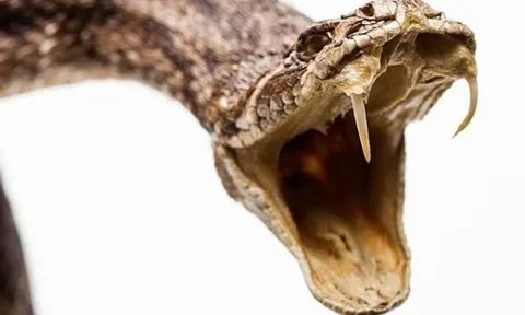 Bị rắn cắn, bé trai 4 tuổi lại được tiêm vắc-xin phòng dại: Chuyện gì xảy ra?