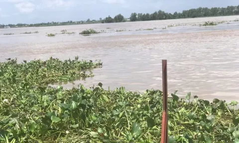 Phát hiện thi thể nam giới đầu không có tóc trôi trên sông Tiền: Có nhiều hình xăm và chữ nước ngoài