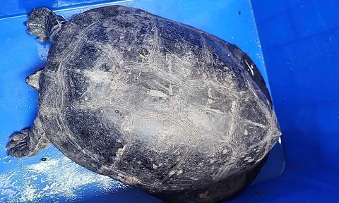 Đang đi tập thể dục, người dân TP.HCM bất ngờ gặp “vị khách lạ” nặng 7 kg, liền mang đến công an giao nộp