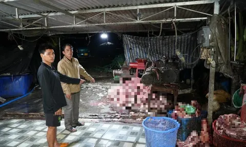 Vai trò của vợ chồng Huỳnh Thị Hiếu Em trong đường dây tuồn 400 tấn heo bệnh, heo chết ra thị trường