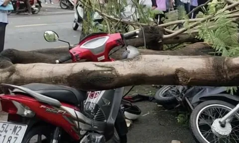 Cây phượng bật gốc, đè chết người đàn ông dừng xe trên vỉa hè ở TP.HCM: Hiện trường đau lòng