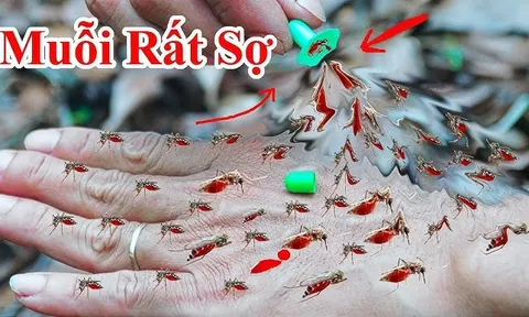 10 cách đuổi muỗi vào mùa hè cực đơn giản, nhà sạch bóng không tiếng vo ve