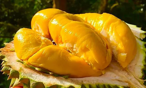 Người mắc 1 trong 5 bệnh này tuyệt đối không ăn sầu riêng