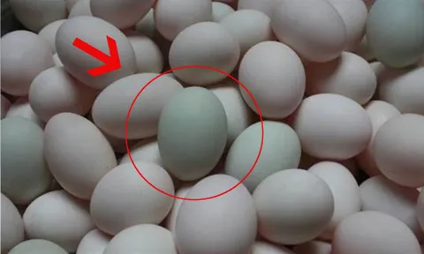 Mua trứng vịt nên chọn quả vỏ trắng hay vỏ xanh thì tốt hơn?
