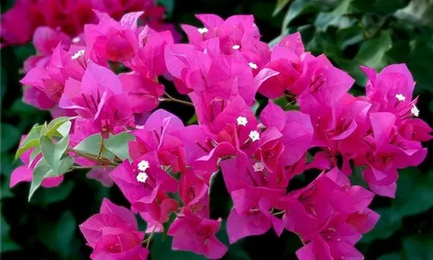 7 loại cây cảnh rất đẹp chịu nắng tốt, trồng ban công hướng Tây vẫn lên xanh mướt