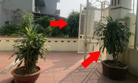 Có nên trồng cây Thiết Mộc Lan trước cửa nhà không?